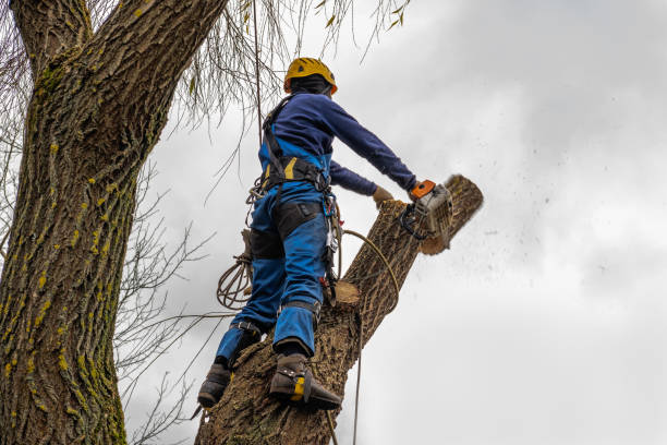 Best Emergency Tree Service  in Salem, UT